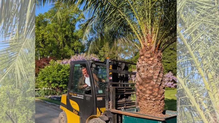 Schepen Christophe Stockman rijdt de palmbomen uit