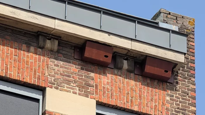 Stad Leuven plaatst 1000ste nestkast voor gierzwaluwen