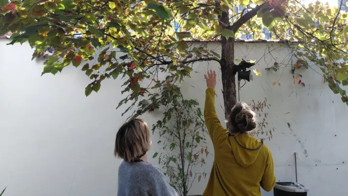 Leuvenaars krijgen gratis snoeiadvies voor jonge bomen
