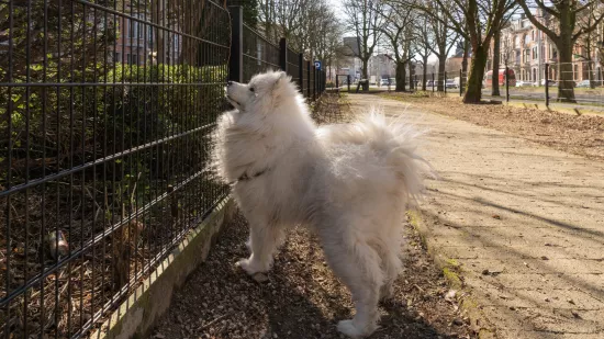 Stad Leuven ondertekent nieuw charter voor diervriendelijke gemeenten