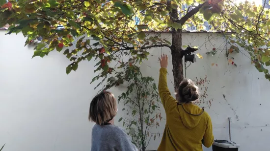Leuvenaars krijgen gratis snoeiadvies voor jonge bomen